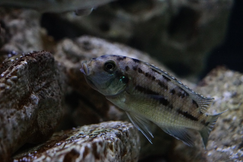 Petrotilapia genalutea 'Chimwalani Reef'